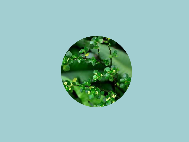 石油菜:石油菜,中药名