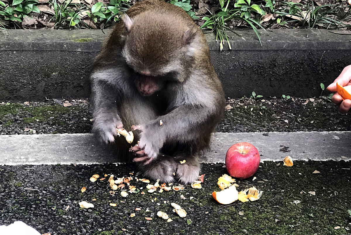 江边插杨柳与猴子有什么关联？诗句解读与拓展