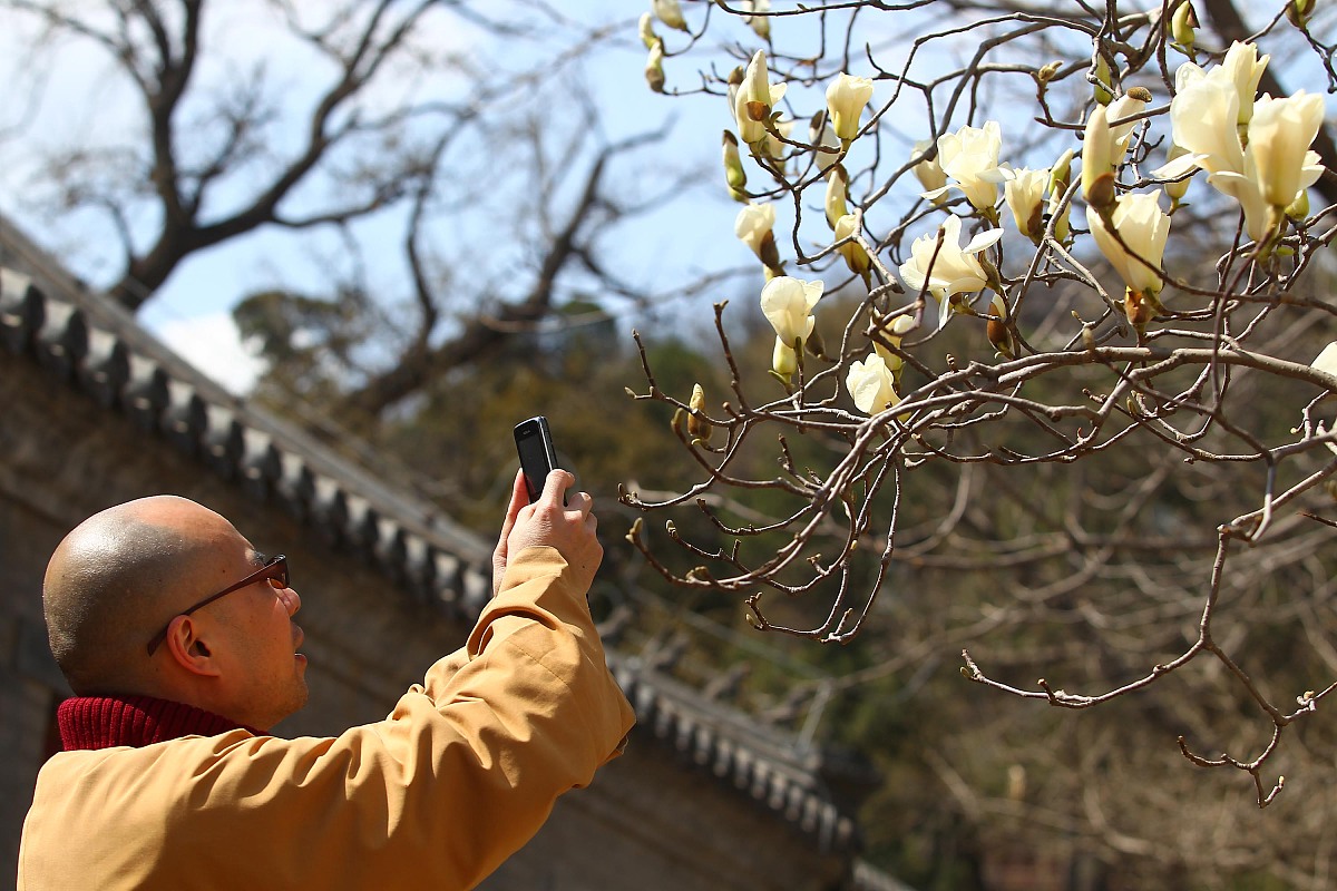 2011年4月2日,一名僧侣被玉兰花美景吸引.当日,一年一度的大觉寺明慧