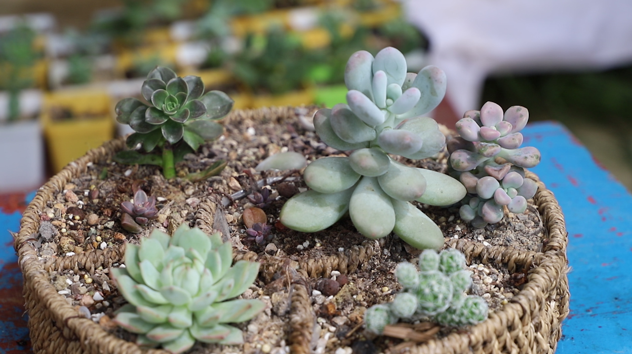 掌握好这几步,新手养多肉植物也能养得旺盛喜人