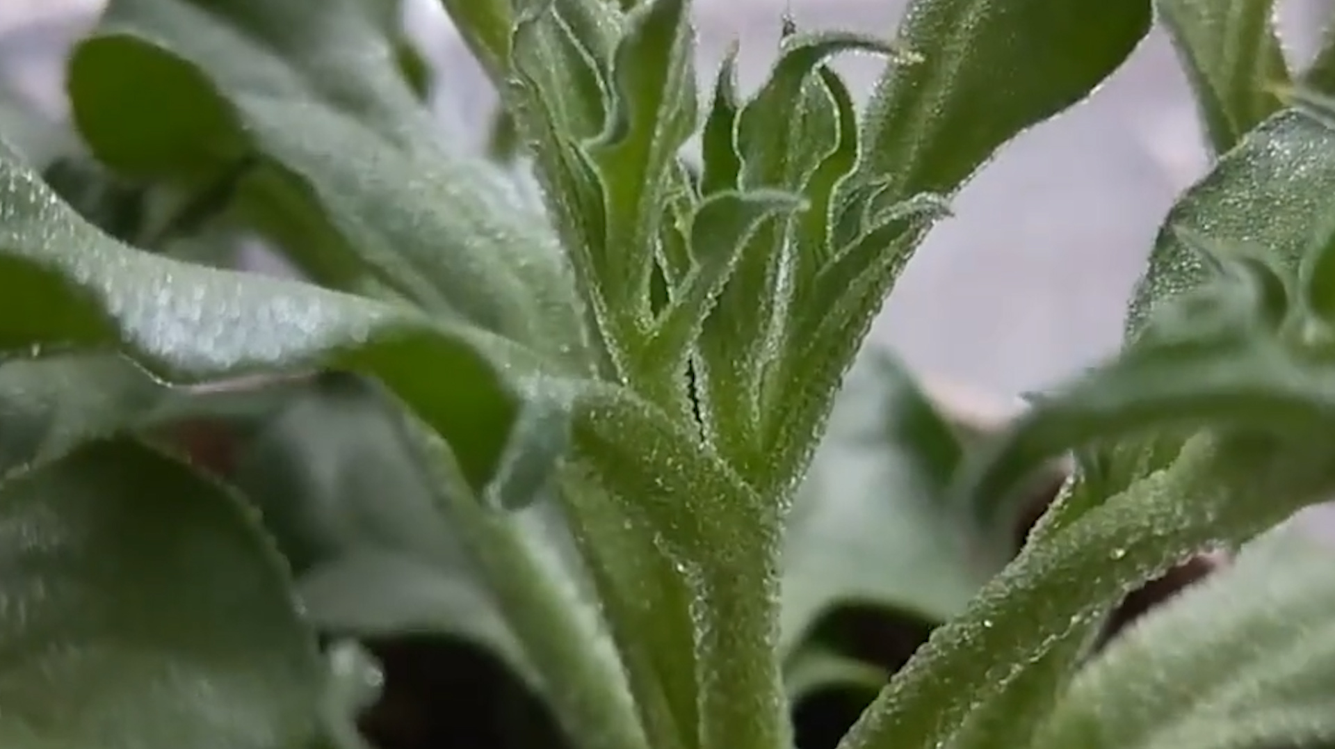 这种菜,菜叶肥厚,叶面上含着雨露,是高营养价值的蔬菜
