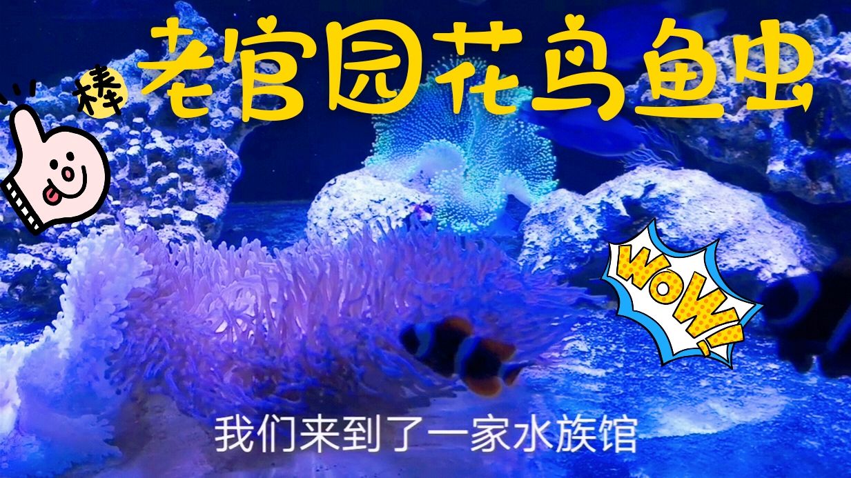 第一次来北京老官园花鸟鱼虫市场,没想到有这么多好玩的!