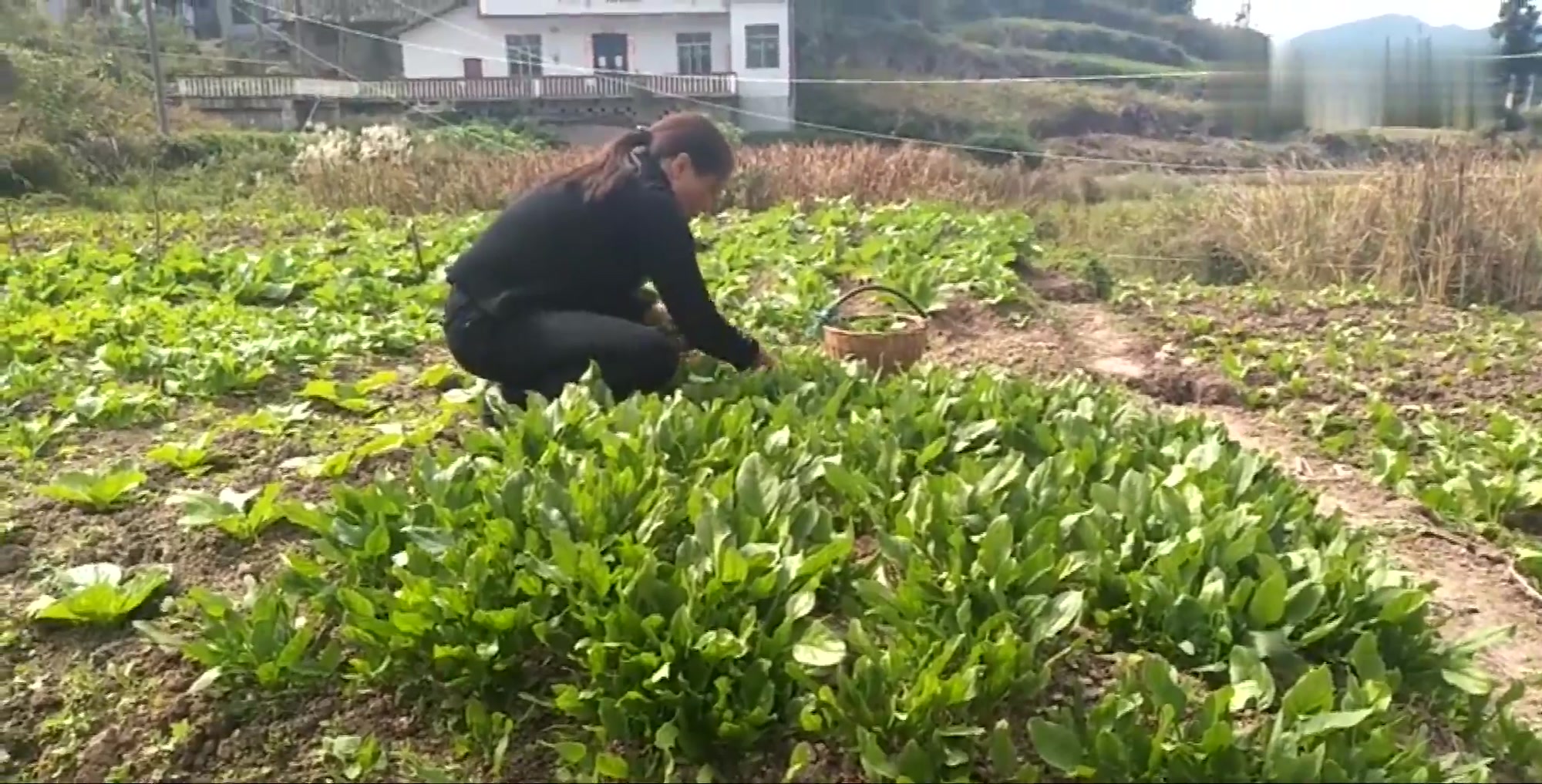 重庆农村人刷坝坝火锅,几大盆农家蔬菜摆上桌,大家直呼好爽