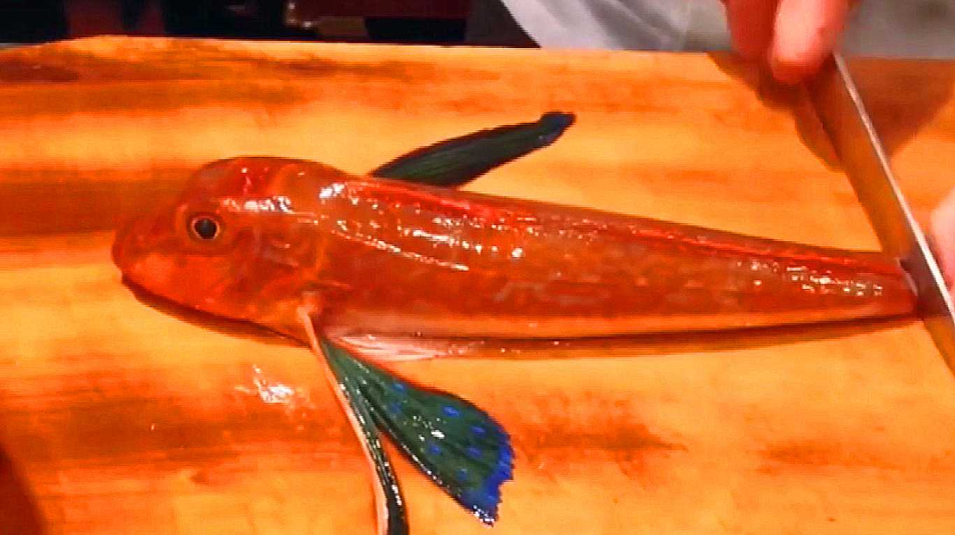 头大尾巴小的可爱小鱼,分解做生鱼片,肉质粉嫩通透