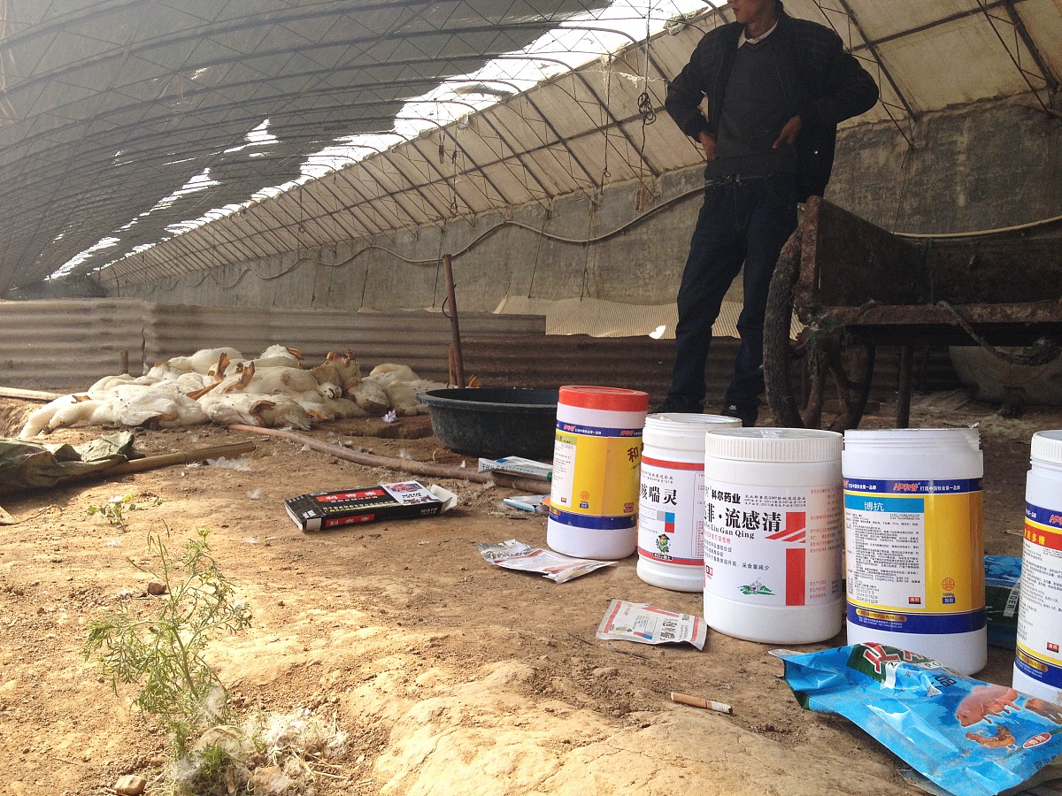 针对畜禽养殖过程中产生的诸如氨气和硫化氢等臭气主要从以下两方面进行除臭处理一是在饲料中添加除臭剂强化饲料中蛋白质的消化吸收进而减少臭气排放二是采用物理法、化学法和生物法等手段控制动物排泄后粪便的臭味