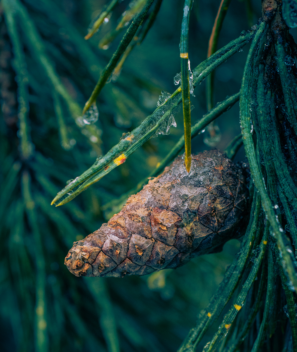 共生菌对昆虫影响研究进展