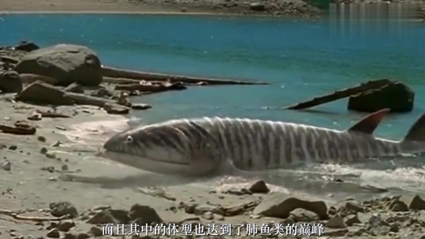 这种鱼是现代肺鱼的祖先,诞生于3.7亿年前,是当时的海洋霸主