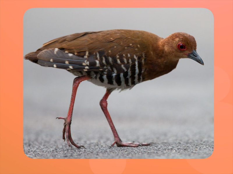 原来美洲斑秧鸡长这样