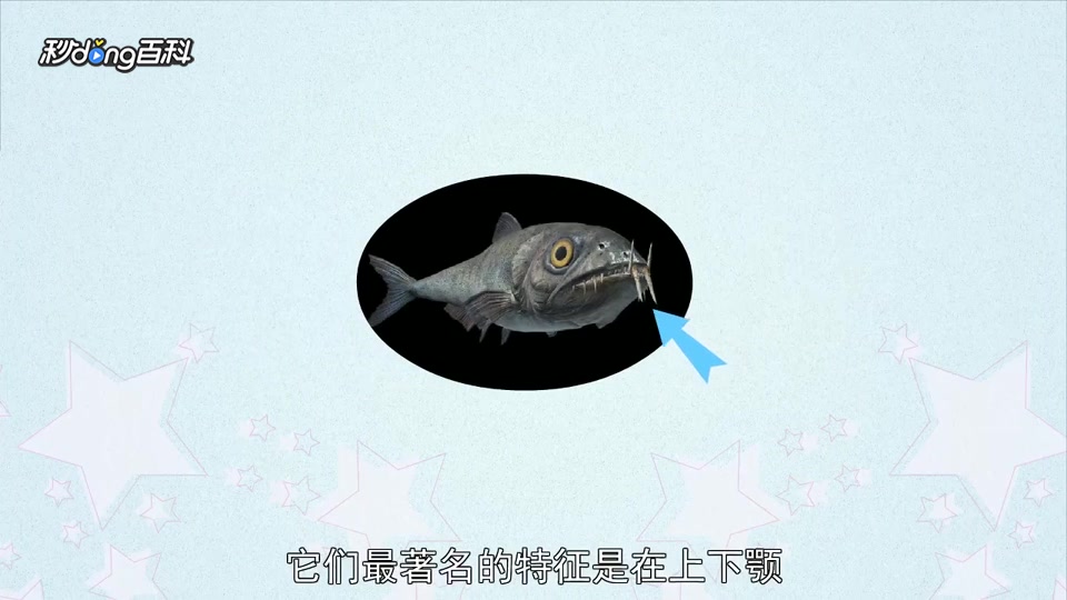 原来矛齿鱼长这样