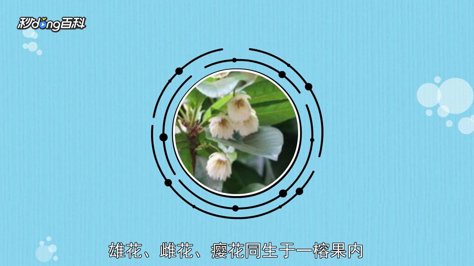原来菩提树系长这样