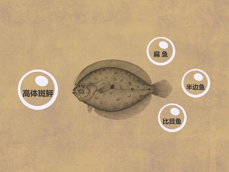 原来高体斑鮃长这样