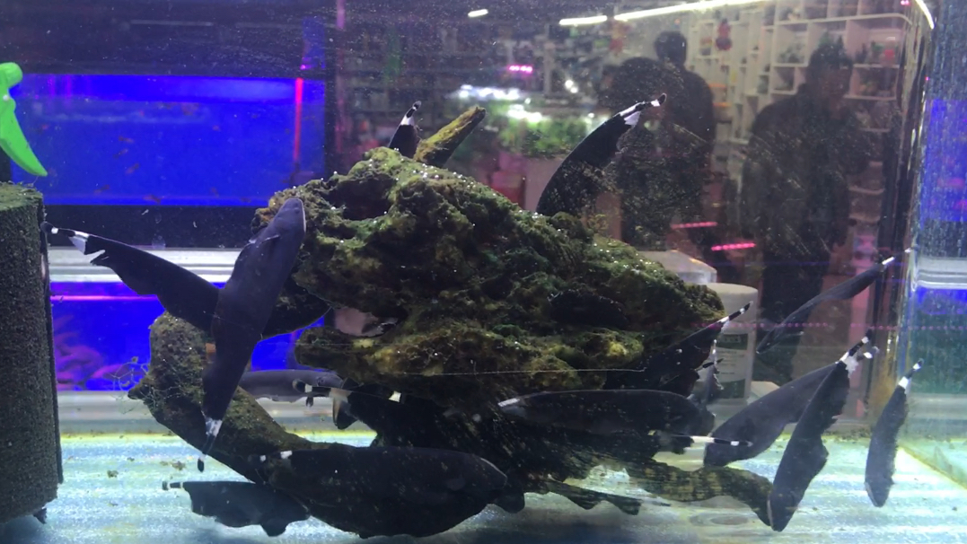 稀有观赏鱼 羽毛鱼 大家见过吗