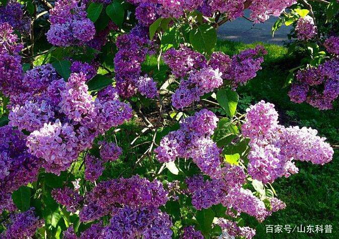 丁香,丁香紫丁香,百结花等,为视频科木樨乔木或小落叶.任知了打又名灌木图片