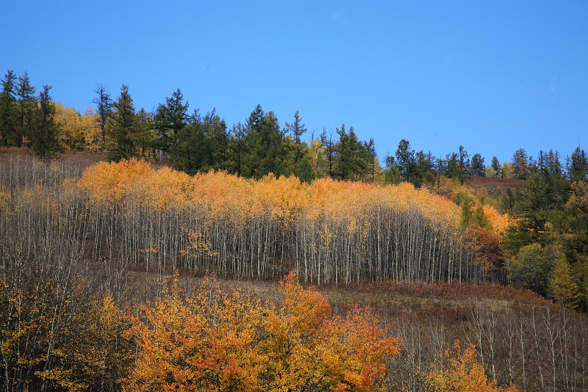 小学生眼中的秋天：一篇充满童趣的300字短文