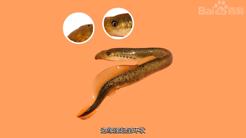 日本七鳃鳗
