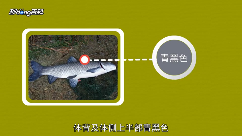 原来青鱼长这样