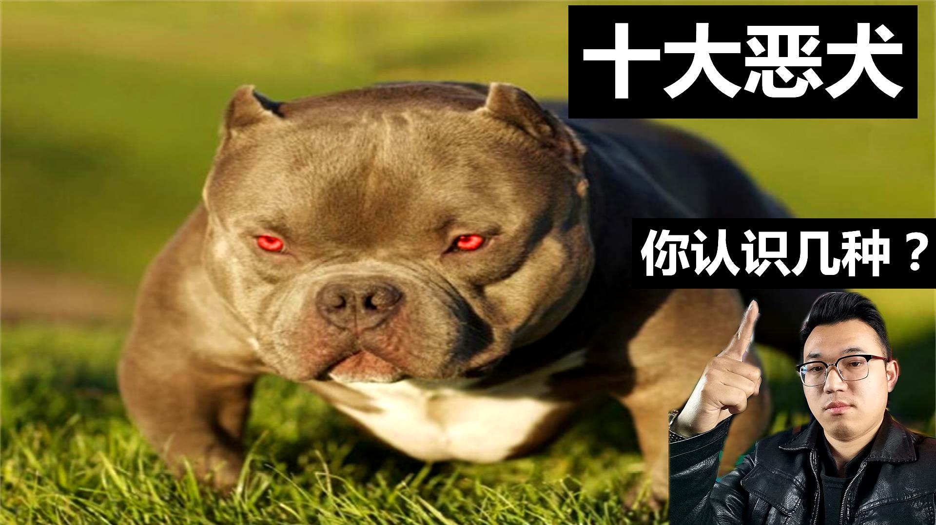 [图]喜欢猛犬的请注意,十大恶犬的性格特性,您了解吗