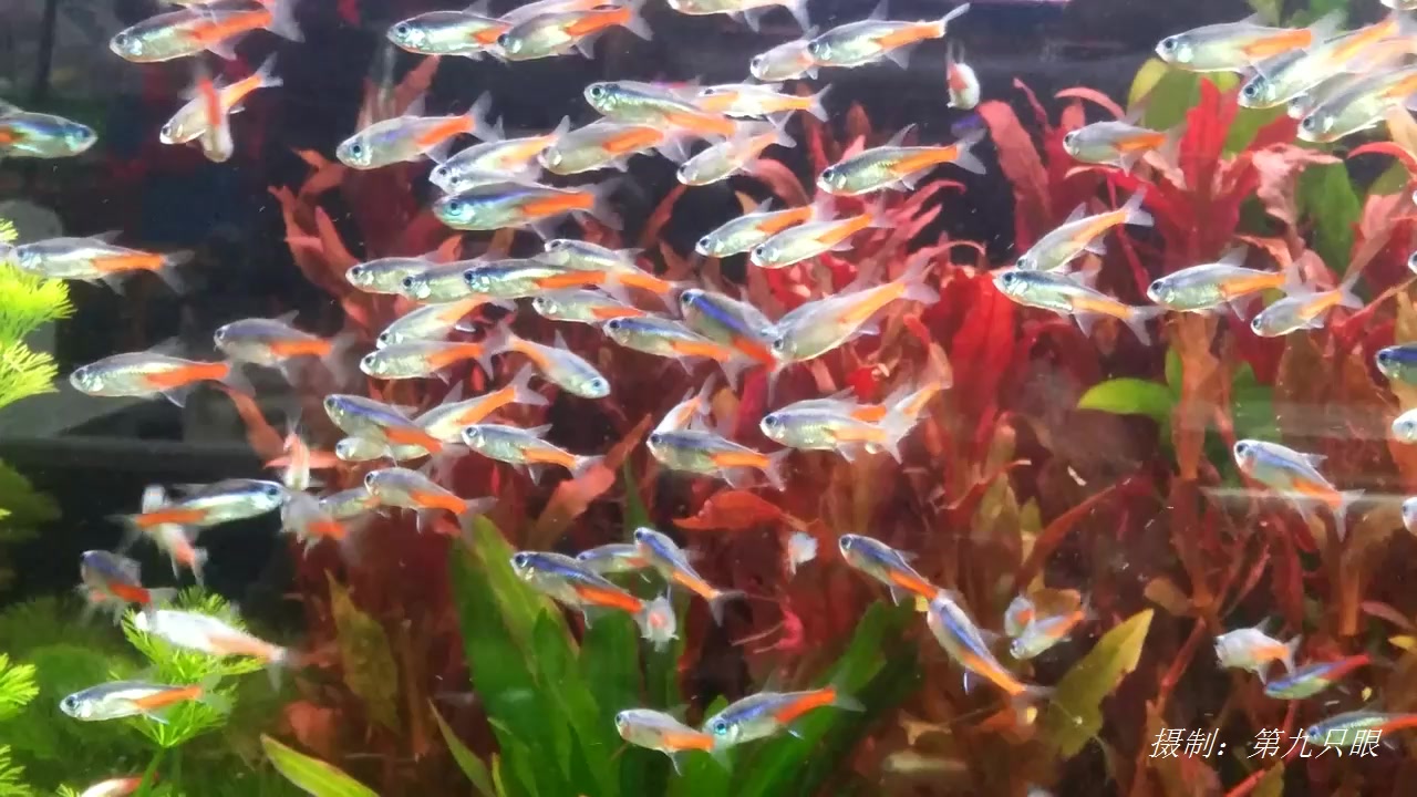 水族馆里,好多小鱼儿就在眼前,似乎在空气中飞翔,有趣可爱