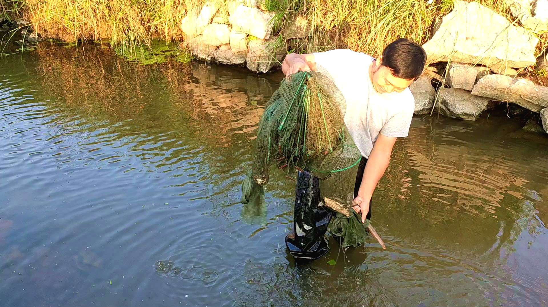 小溪里收到了野生甲鱼,这个值300一斤,赶紧拿回去给老妈煲汤喝