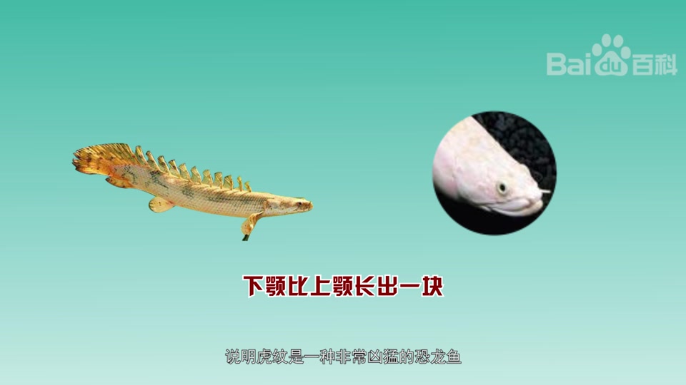 虎纹恐龙鱼