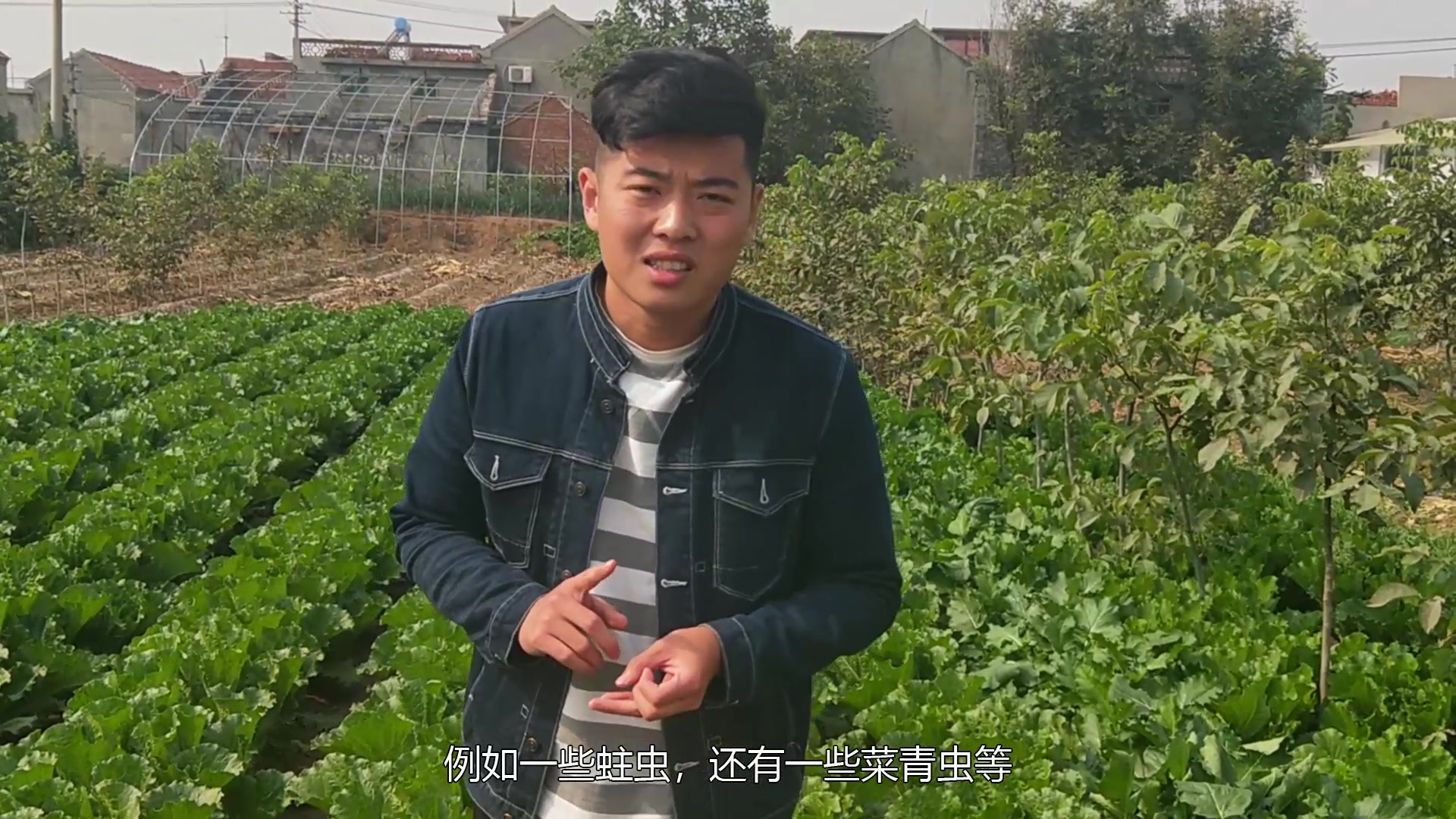 小帅哥来到了白菜地,讲解种植白菜只需3个步骤,这样白菜长得好