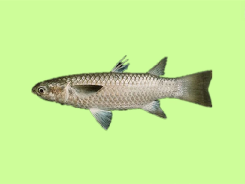 乌仔鱼:鲻科凡鲻属的一种鱼类