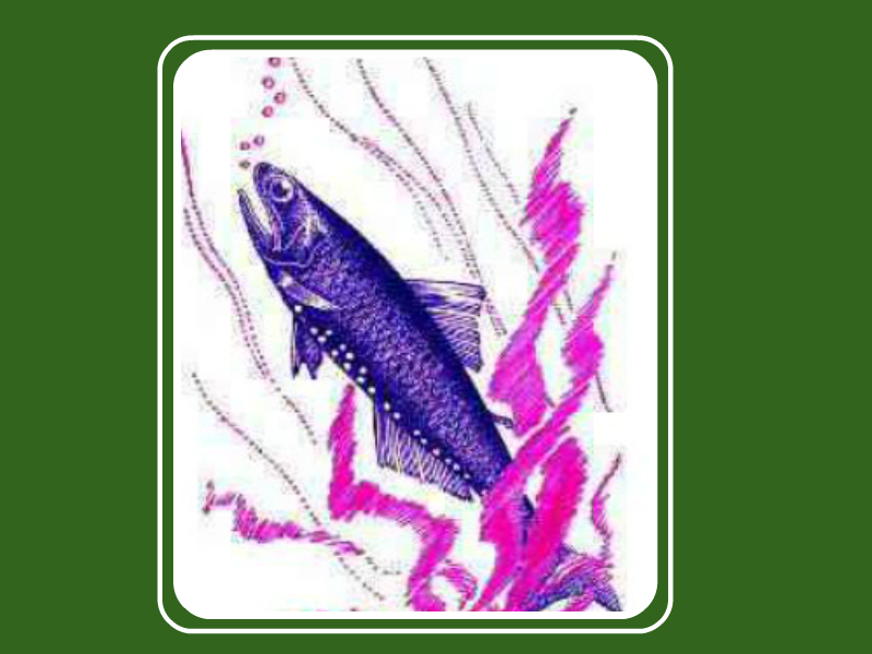 原来爆火鱼长这样