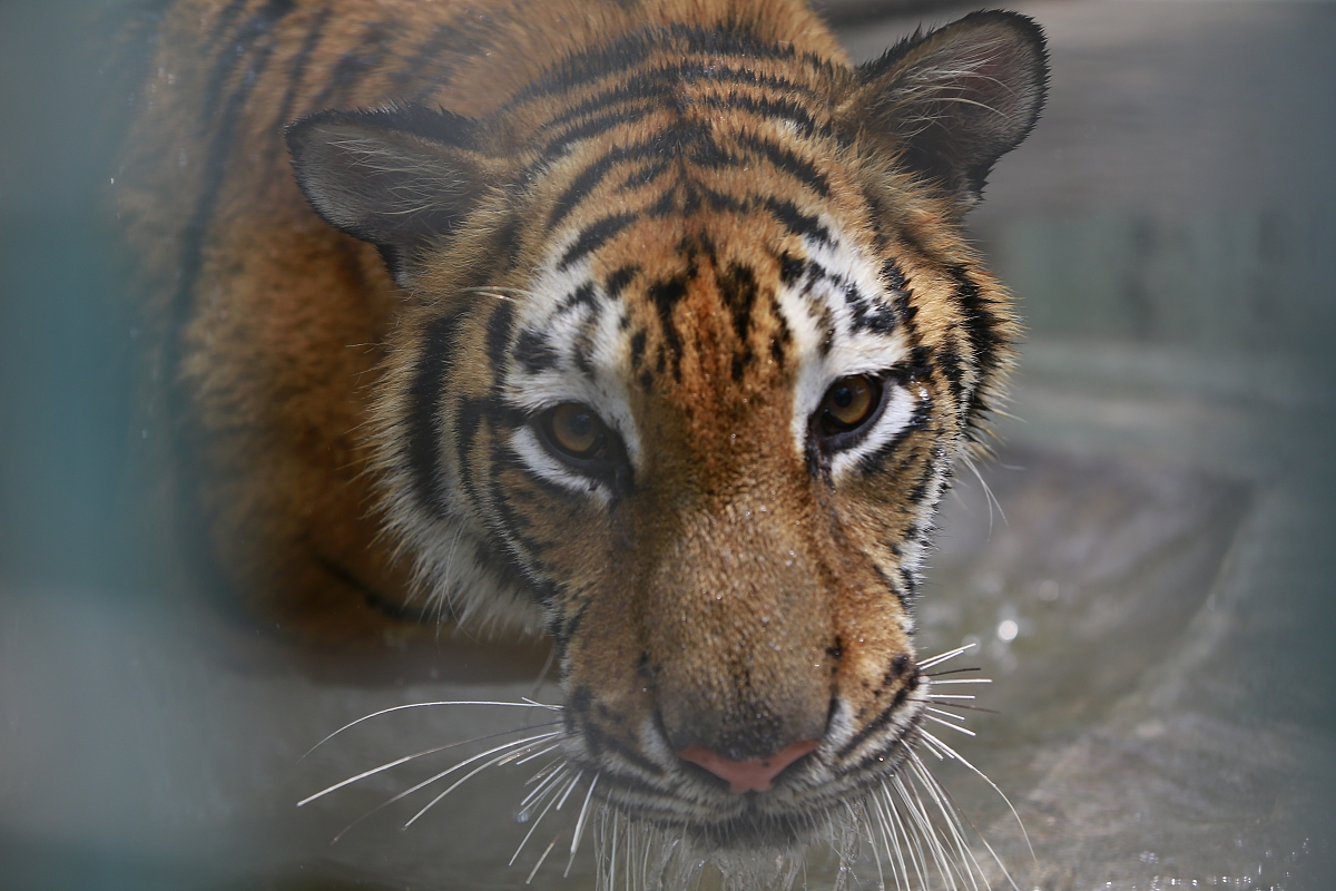 有一个长宽高都是十米的空水池注水速度是每分钟一立方米同时水池也在漏水漏水速度是50立方分米每分钟水多久可以放满