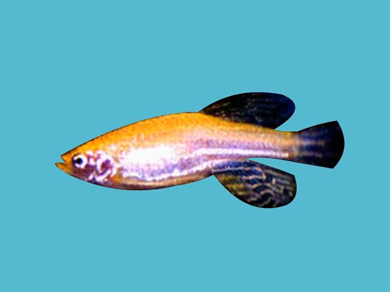 「秒懂百科」原来金斑马鱼长这样