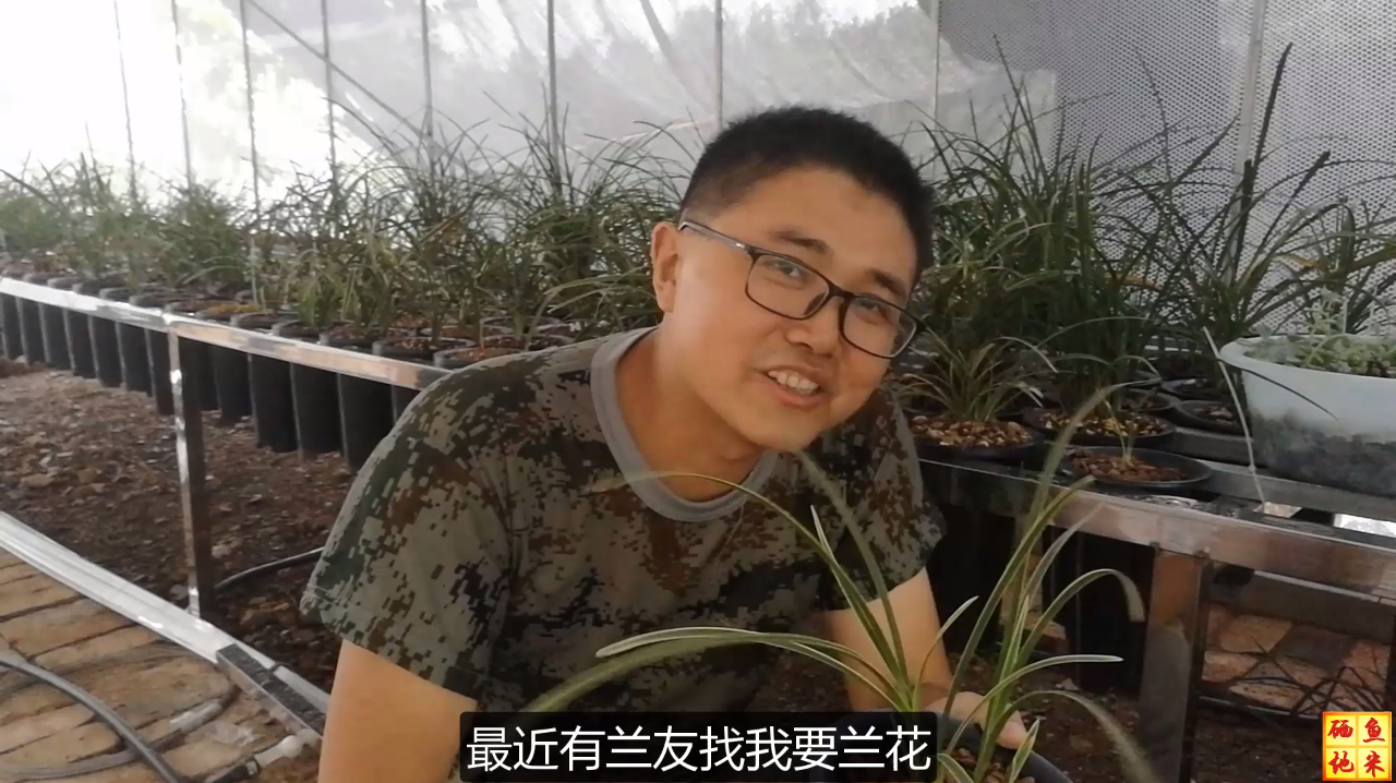 尽量不要选择伏天购买兰花,伏天也可以种植兰花,要注意以下几点