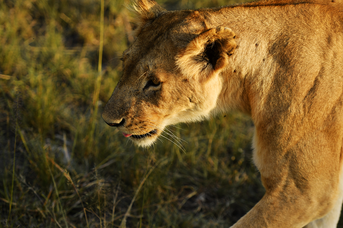 难忘的动画电影《疯狂动物城》：友谊、梦想与包容