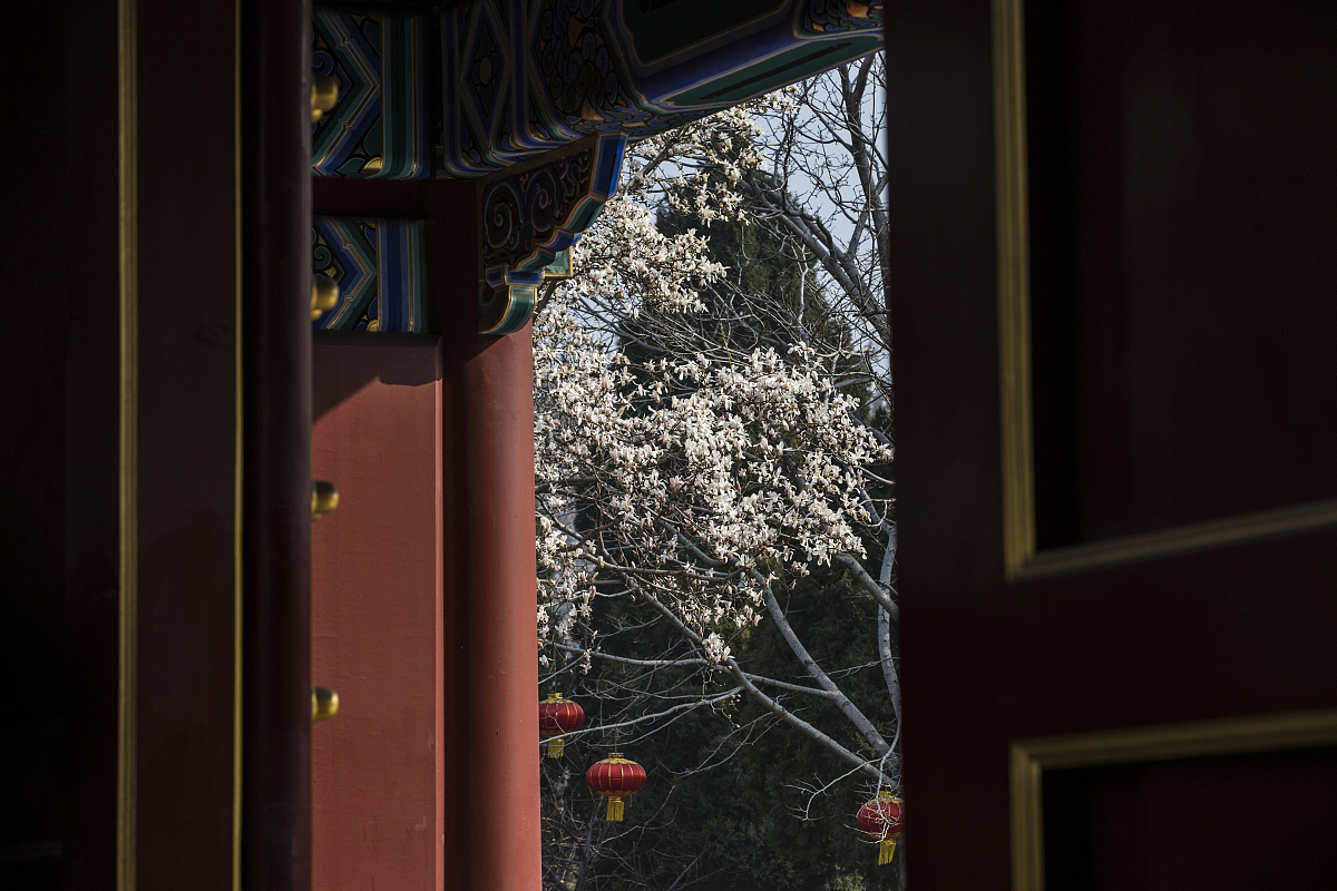 ***_***2018年3月24日,北京景山公园东西门处几颗玉兰盛开,其中西门北