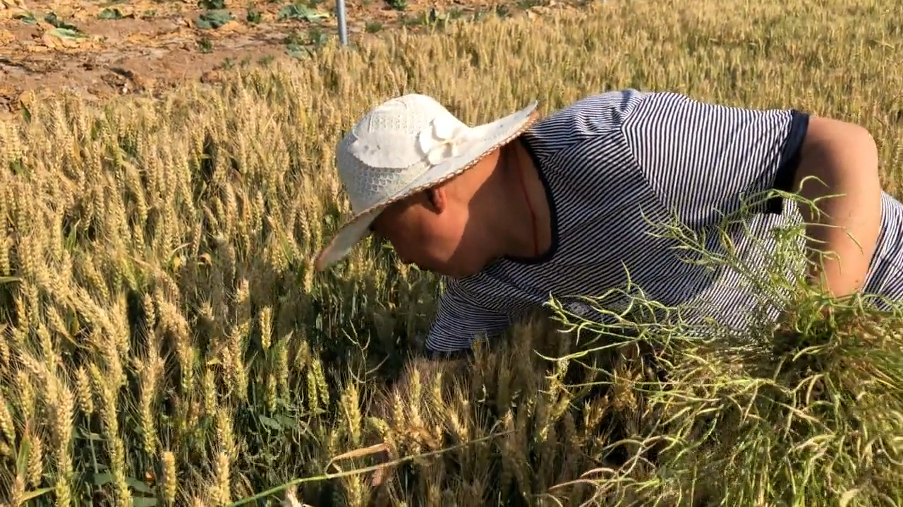 今天给粉丝第一天采摘红花荠菜种子,今年的种子是特别的多
