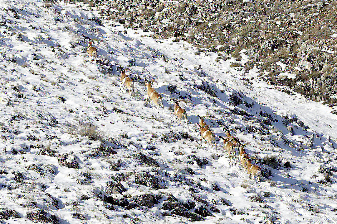 当地时间2020年1月21日,土耳其科尼亚,濒危物种野羊在积雪覆盖的山坡