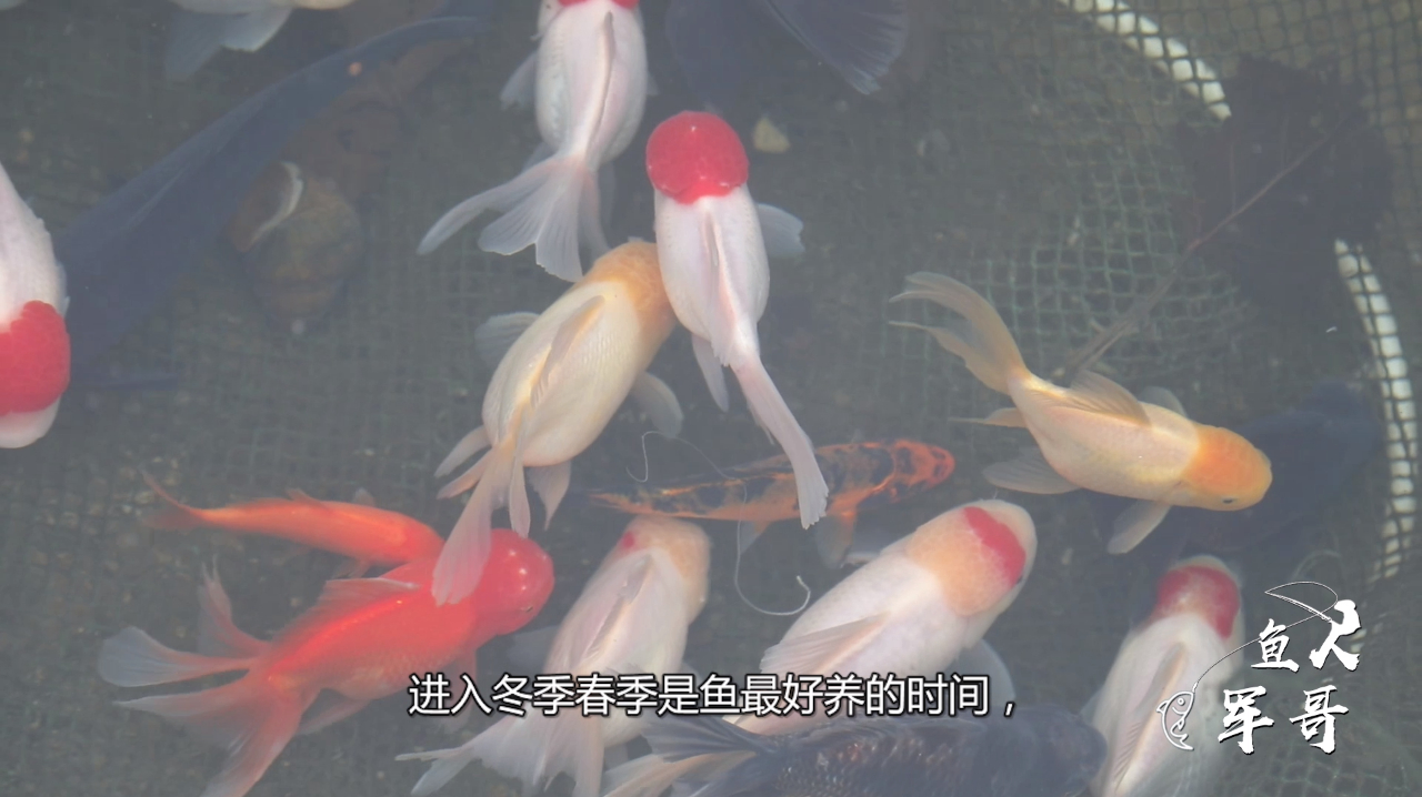 强哥是个实在人,奉劝新手养观赏鱼,一定先买便宜的积累经验技术