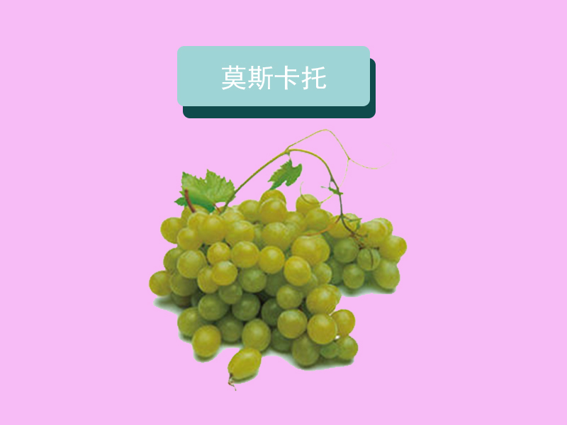 莫斯卡托:意大利最高贵的葡萄品种之一