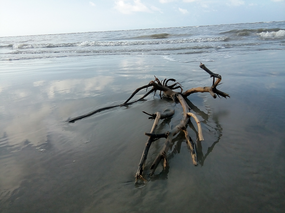 赤潮形成原因及其危害，