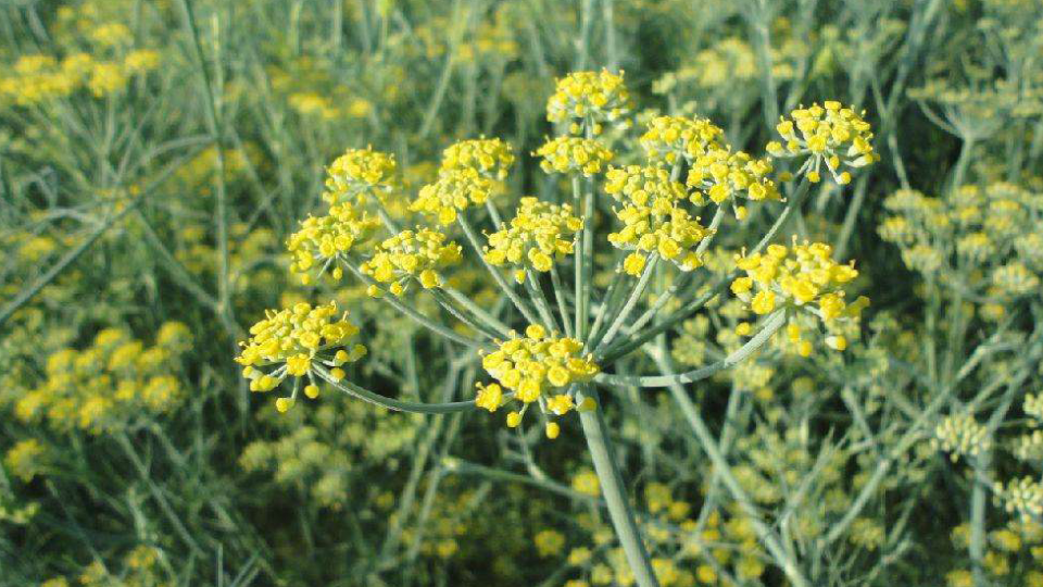 茴香菜:又原名小怀香,又称香丝菜、小茴香、茴香子等