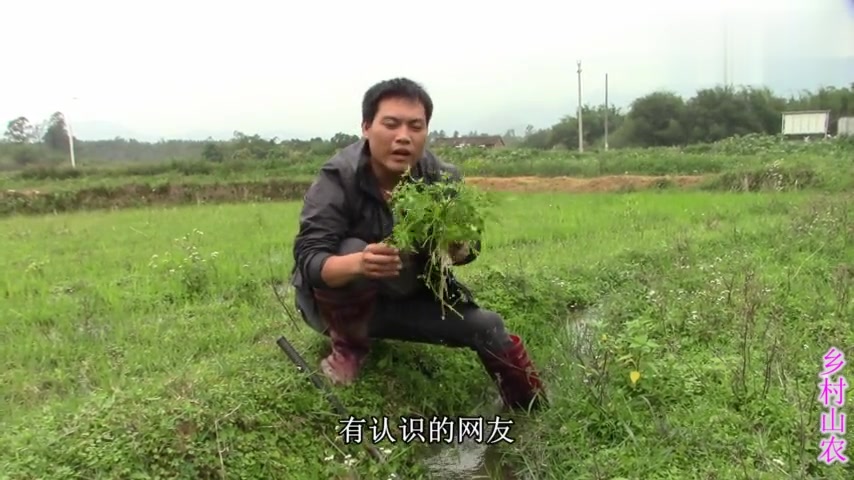 大家看看这种是“毒芹菜”还是我们喜欢吃的水芹菜