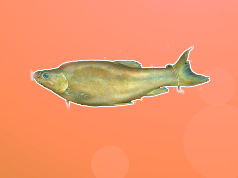 原来季氏金线鲃长这样