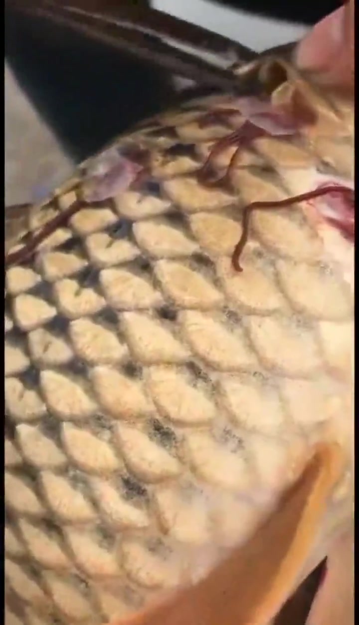这鱼是从三体里出来的吗?全是寄生虫!吃货请注意