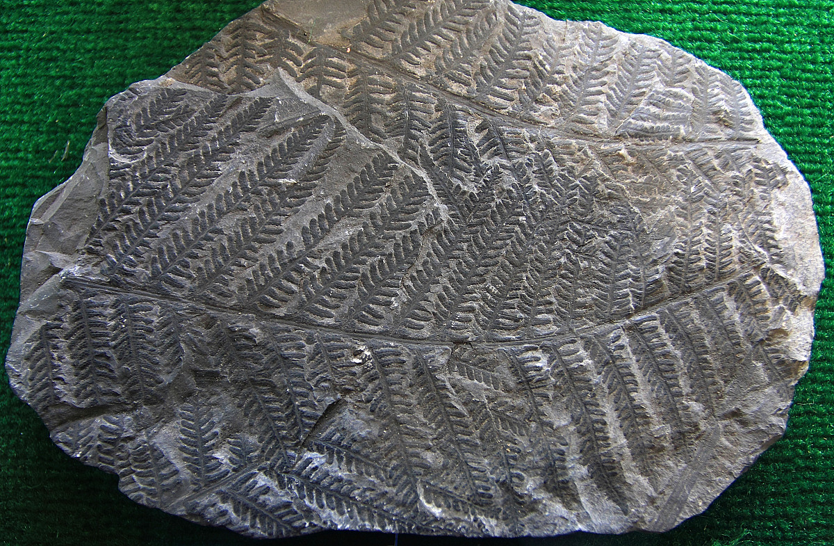 系统古生物学杂志 (Journal of Systematic Palaeontology)：古生物学研究的权威期刊