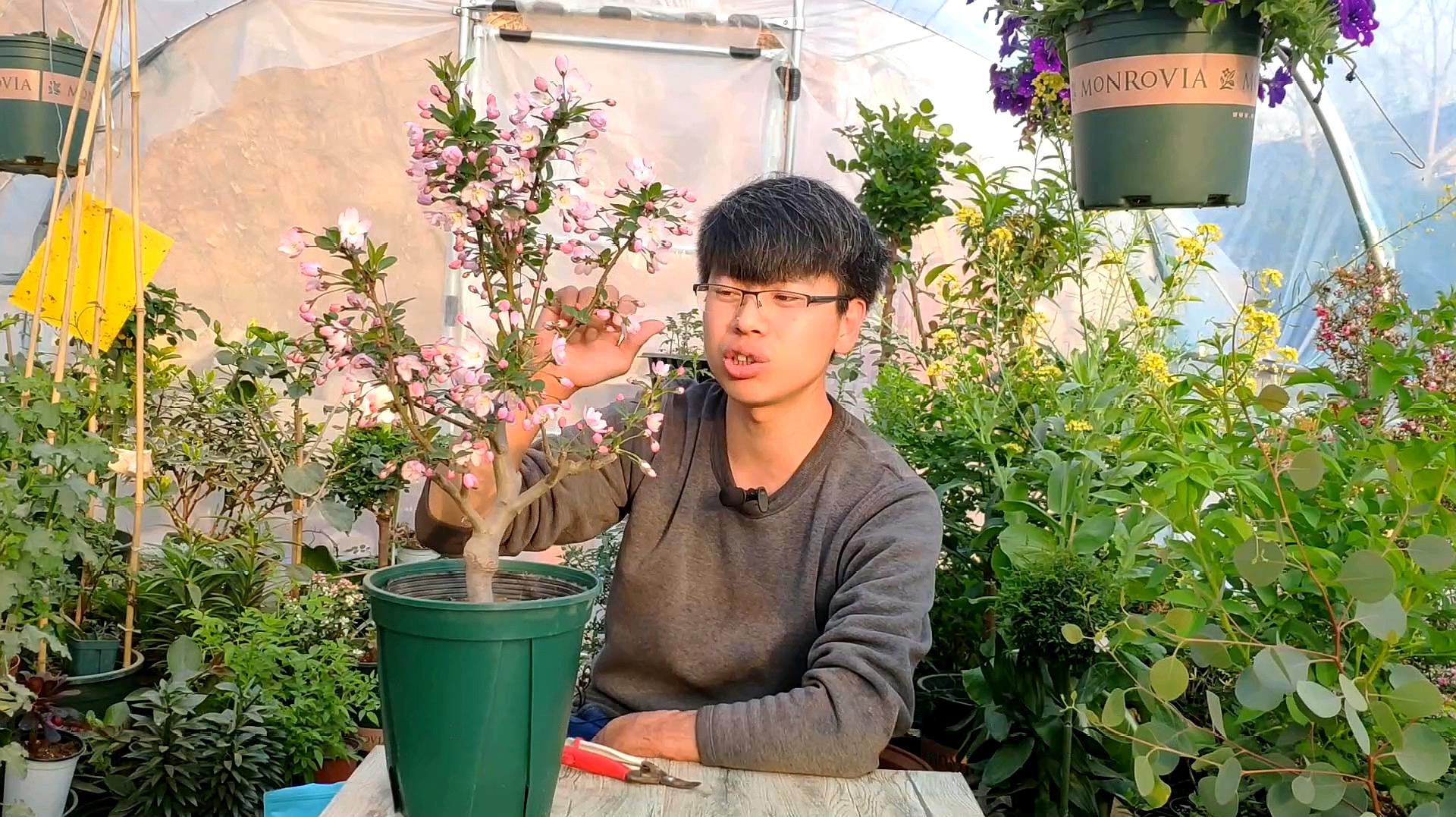 [图]轻盈可爱的垂丝海棠花,春天一小盆开几百朵花,养护非常简单