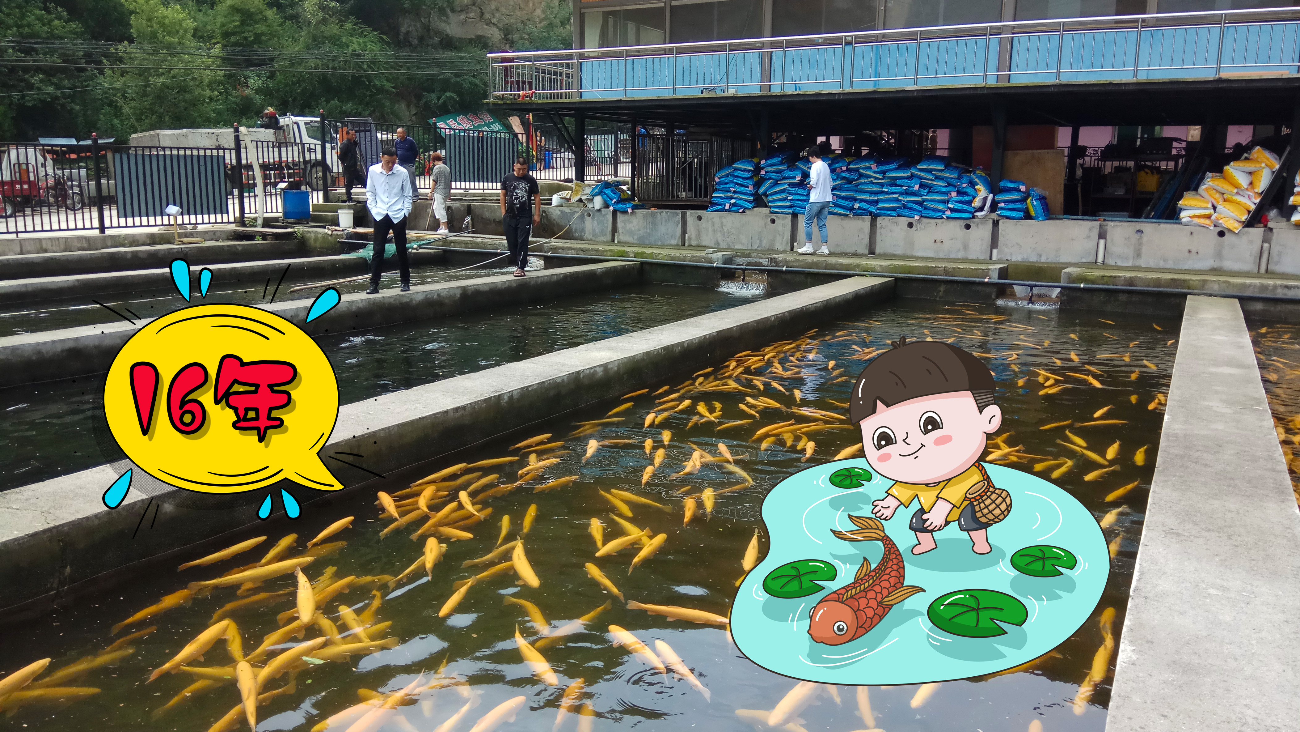 秦岭大峪口大型养鱼场 最大的一条鱼老板说养了16年 到底有多大