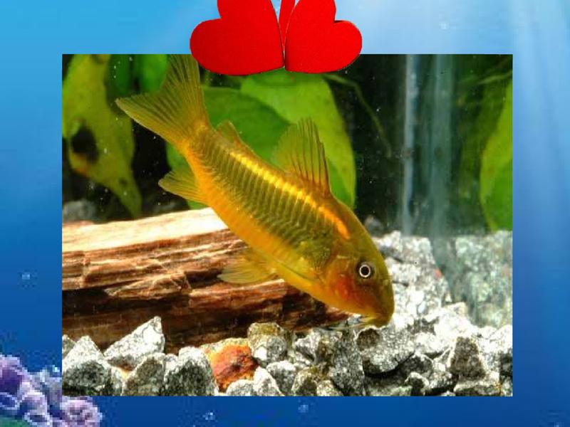 原来金线绿鼠长这样