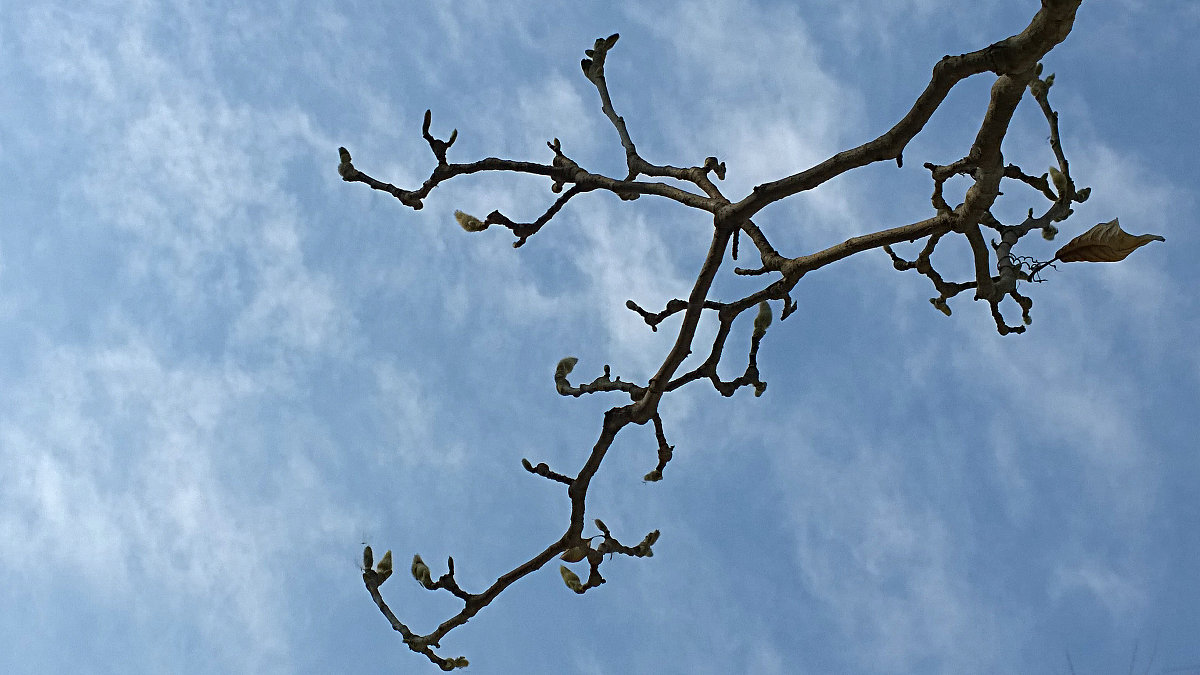 二年级什么的春风