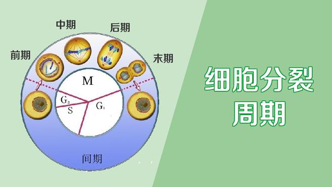 [图]细胞分裂周期:分裂间期和分裂期的分裂过程