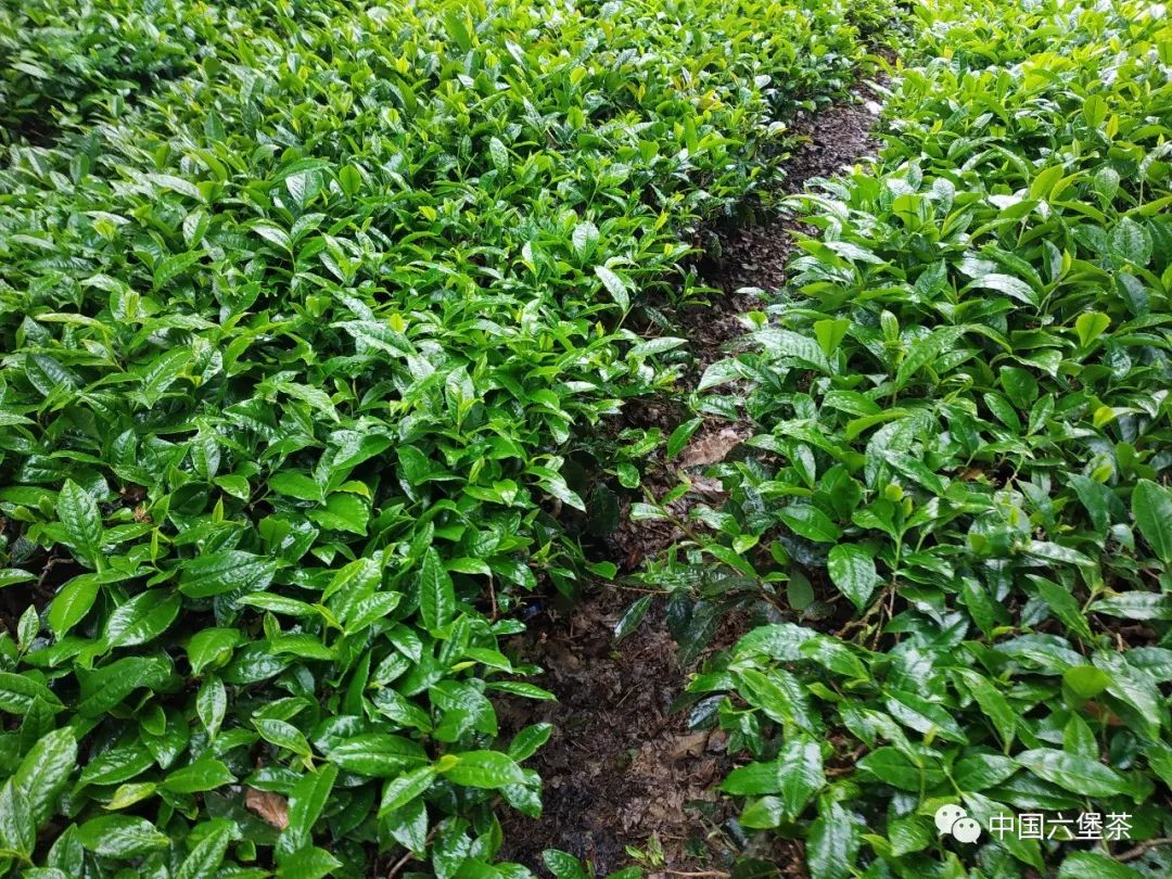 考察探索梧州茶产业发展新思路