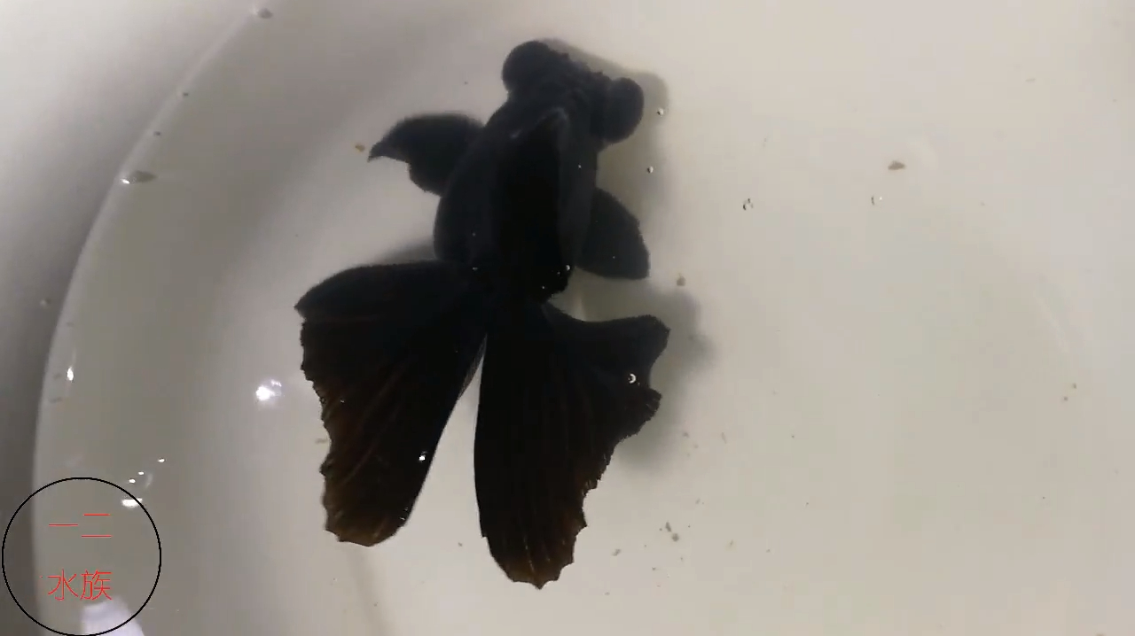 价值540元的蝶尾金鱼,20多厘米长,尾鳍打开那一刻,我被镇住了