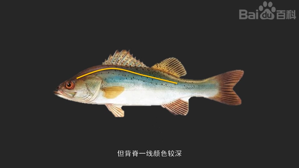 一分钟了解——加州鲈鱼